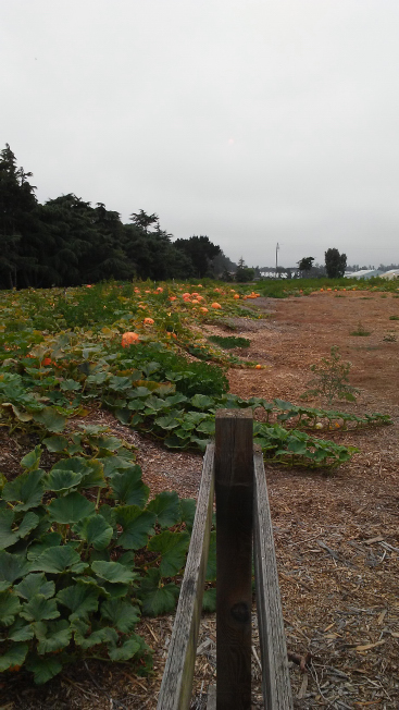 2020 Nipomo Pumpkin Patch Picture